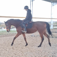 Vente de cheval : Kenitza