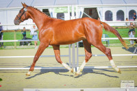 Vente de cheval : Maharaja des Olim