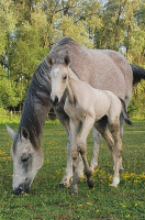 Vente de cheval : Quatuor IV