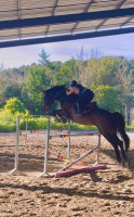 Vente de cheval : Volpi du Godion 