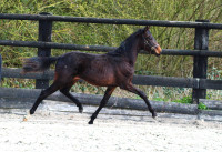 Vente de cheval : FULL PATIENCE LGS Z