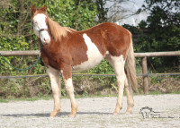 Vente de cheval : Popstar Gun Primrose