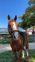 Vente de cheval : Early heuti�re