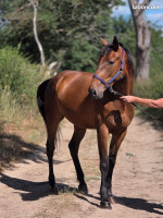 Vente de cheval : NAIROBI DES GIRES
