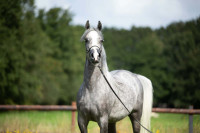 Vente de cheval : Elmyrah