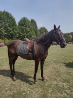 Vente de cheval : Crown