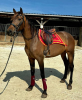 Vente de cheval : Recelosa