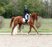 Vente de cheval : Moneymaker D