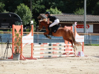 Vente de poney