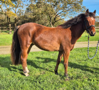 Vente de poney