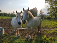 Vente de cheval : Roc et Bianca