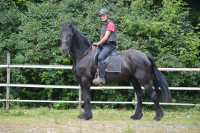 Vente de cheval : Anna lena Z