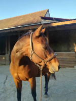 Vente de cheval : Une �toile de Montf�e