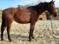 Vente de cheval : N�buleuse 