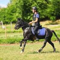 Vente de poney