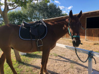 Vente de cheval : Caramel