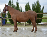 Vente de cheval : Vidisha d�Alison