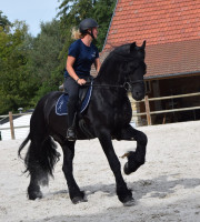 Vente de cheval : jip van sch�fer 