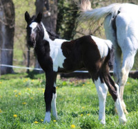 Vente de cheval : o'hara d'ors