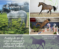 Vente de cheval : Q D'AMEA