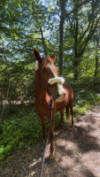 Vente de cheval : Mutine