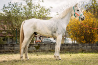 Vente de cheval : Filou de JUMA