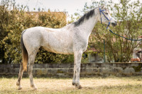 Vente de cheval : GOOGLE de Prejeurin