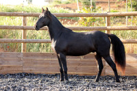 Vente de cheval : Onyx do Destino