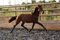 Vente de cheval : Palador do Destino
