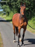 Vente de cheval : GASTOUNETTE