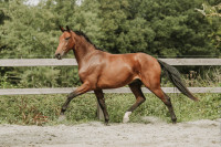 Vente de cheval : Suspense de St Jean