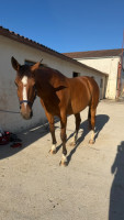Vente de cheval : Droopy du Banney