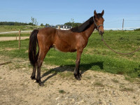 Vente de poney