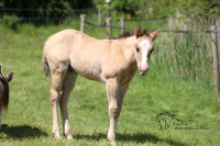 Vente de cheval : QUARTERBACK PRIMROSE