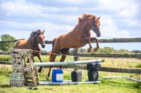 Vente de cheval : Yerga Palacios