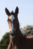Vente de cheval : Dada Sport Horses
