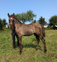 Vente de cheval : Pharos de Kernevez