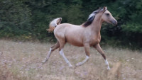 Vente de cheval : REA Organdi