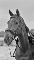 Vente de cheval : Solaire