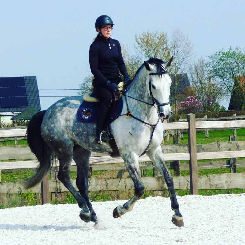 Vente de cheval : Calcuta PH Z