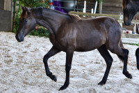 Vente de cheval : Pantera du Corval