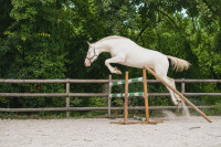Vente de cheval : Uby du Plantey