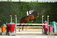 Vente de cheval : CHARMEUR