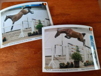 Vente de cheval : KALAMITY DE CANTRAINE