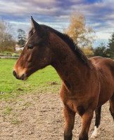 Vente de cheval : POPCORN D'AMEA