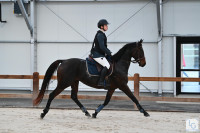 Vente de cheval : Il Fait Bon Vivre