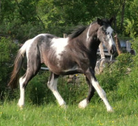 Vente de cheval : o'hara d'ors