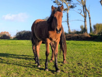 Vente de cheval : Plume de Kernevez