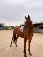 Vente de cheval : Tiasa de Cuet