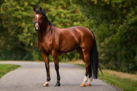 Vente de cheval : Charming Lady